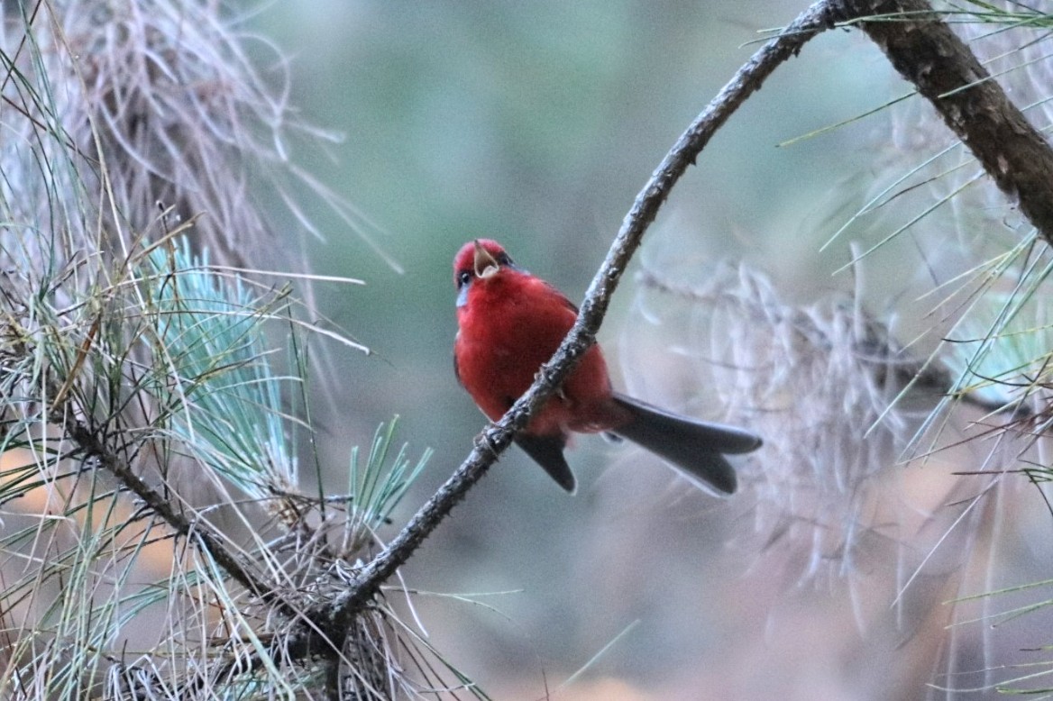 Red Warbler (Gray-cheeked) - ML580496731
