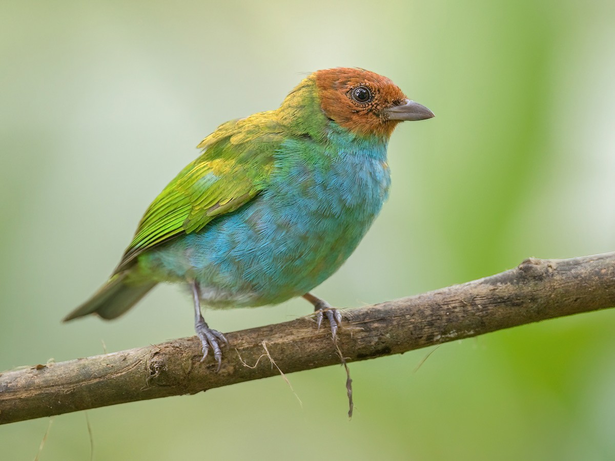 Bay-headed Tanager - Tangara gyrola - Birds of the World