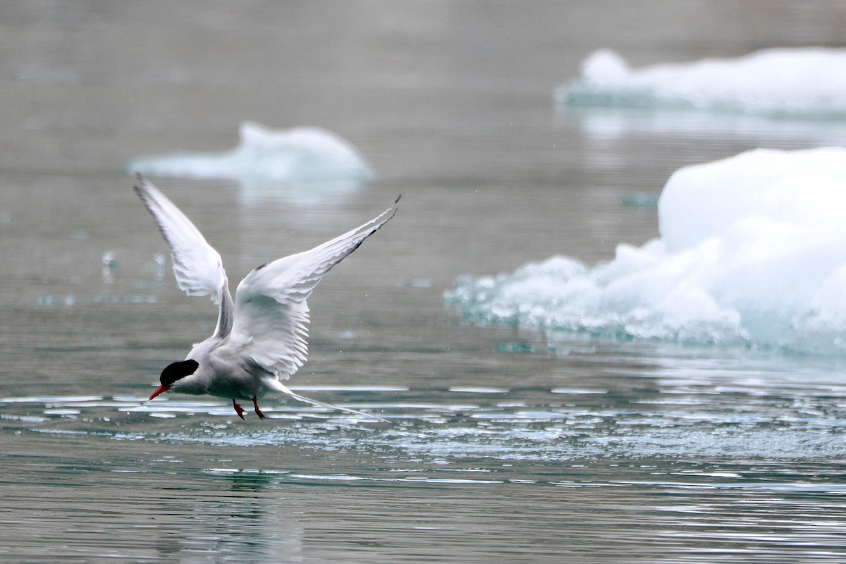 Arctic Tern - steve b