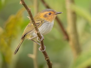  - Ochre-faced Tody-Flycatcher