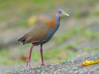  - Slaty-breasted Wood-Rail