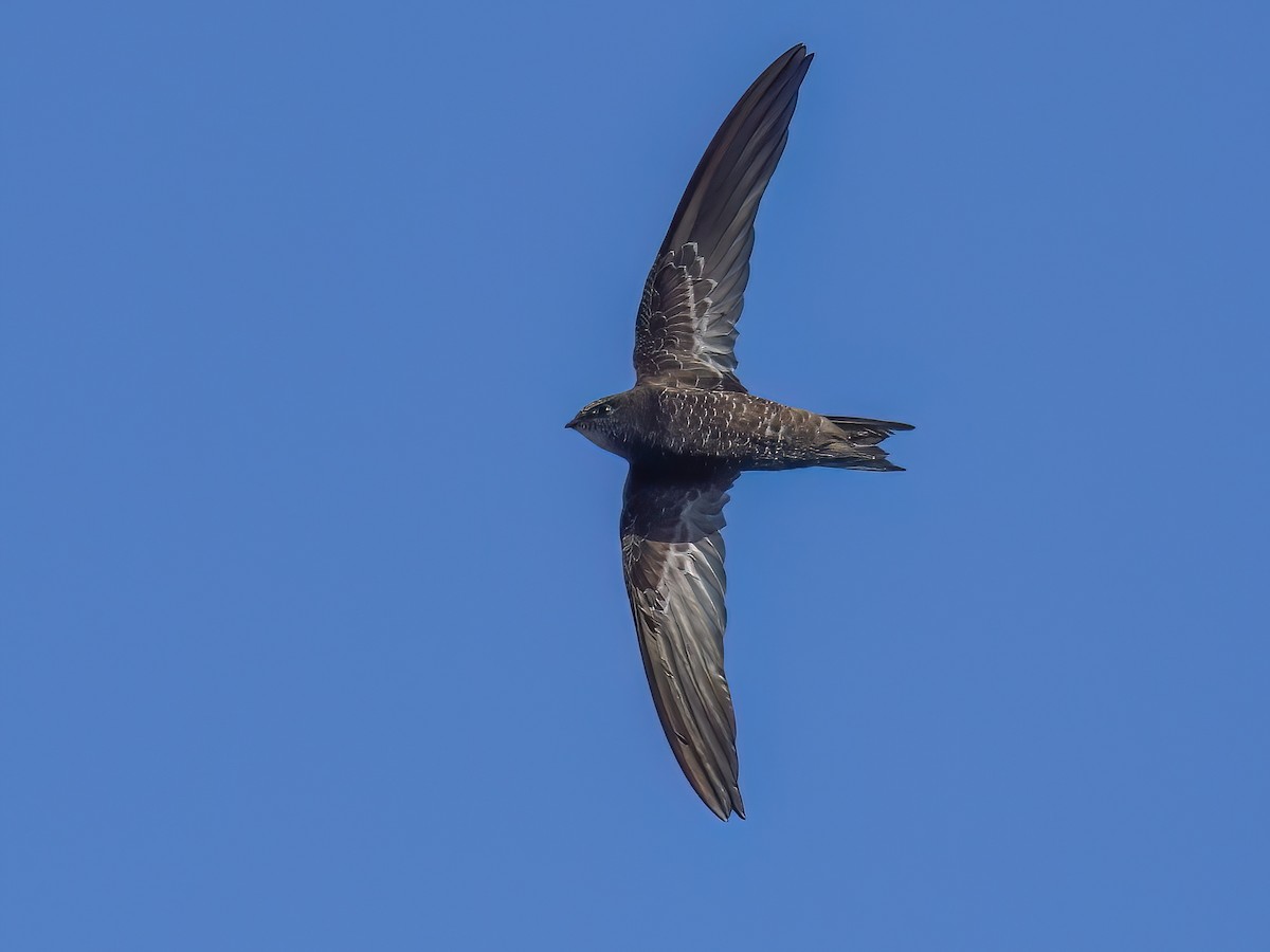 African Swift - Apus barbatus - Birds of the World