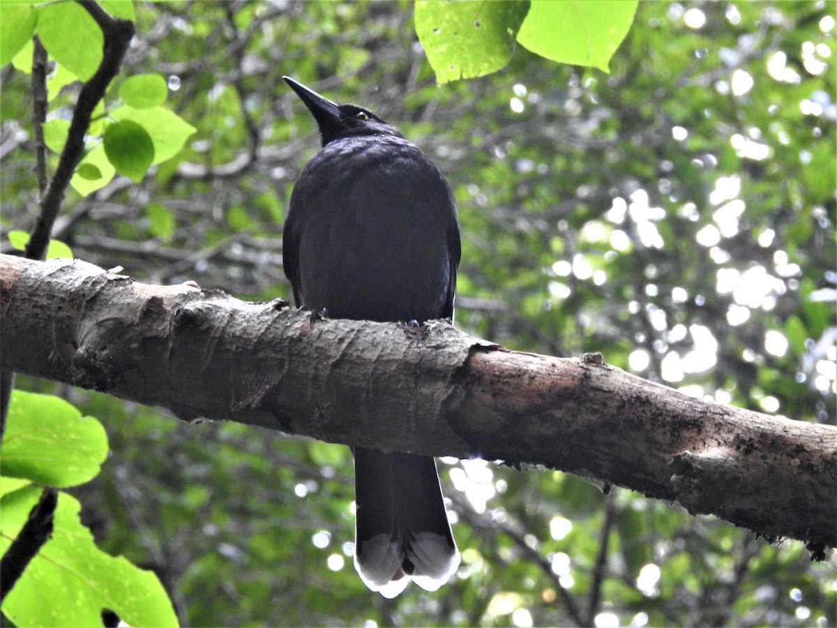 Pied Currawong - ML580501781