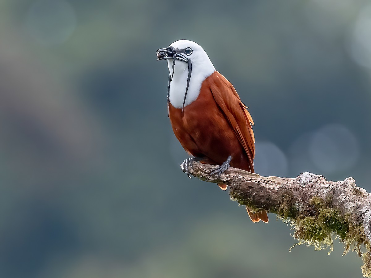 Three-wattled Bellbird - Procnias tricarunculatus - Birds of the World