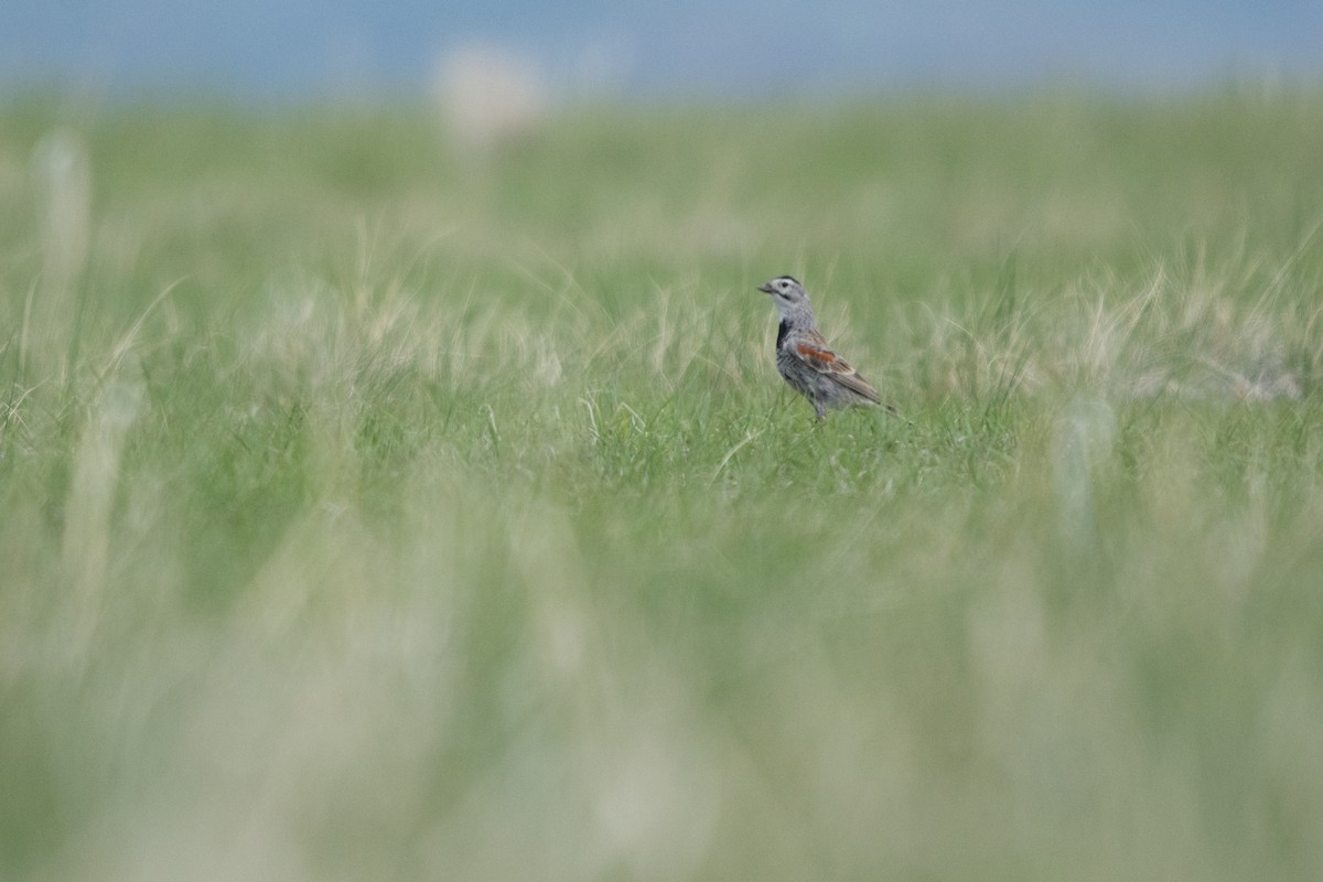 Thick-billed Longspur - ML580511841