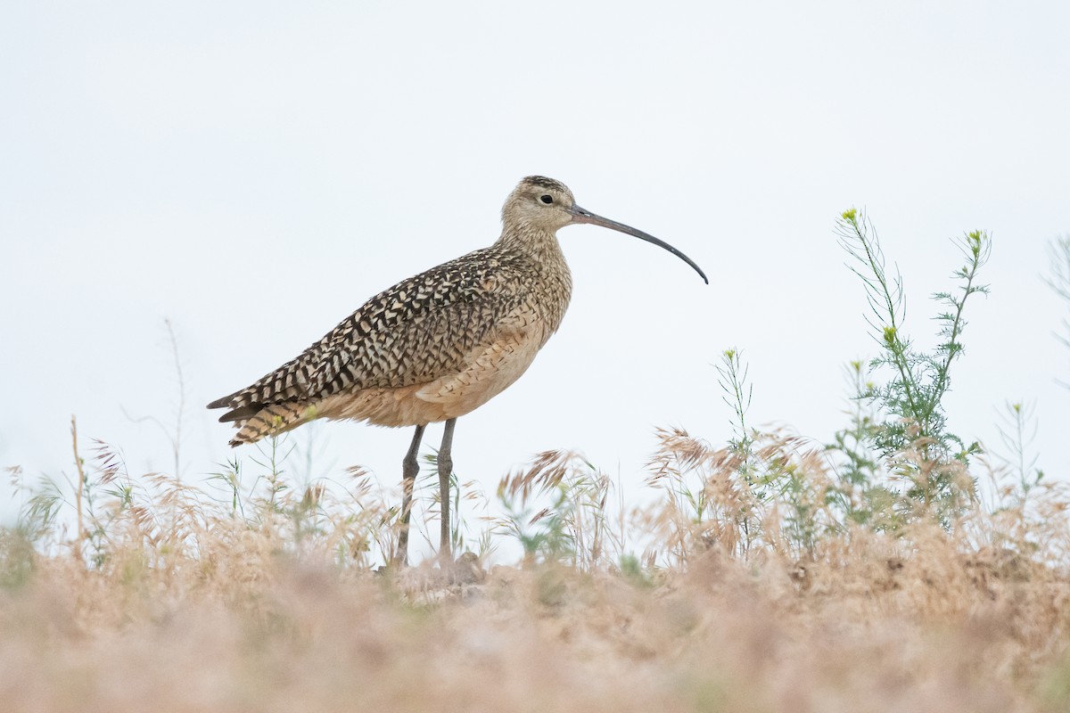 Long-billed Curlew - ML580515111