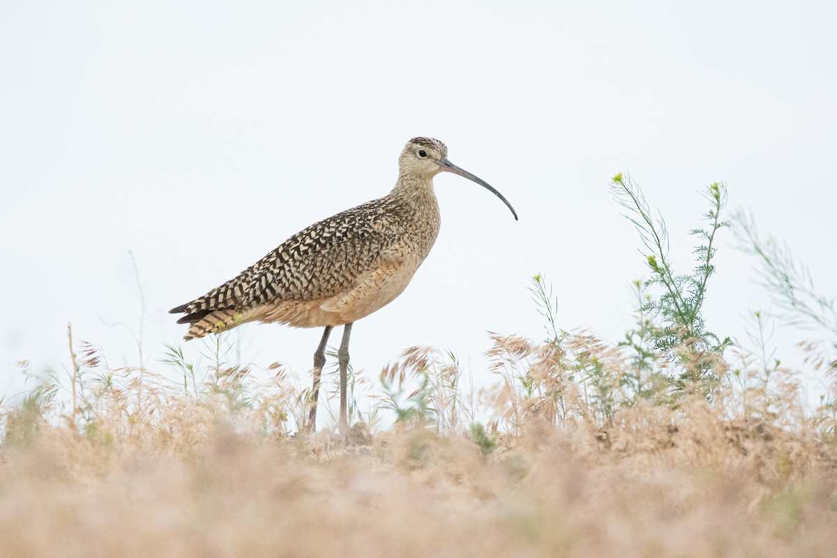 Long-billed Curlew - ML580515161