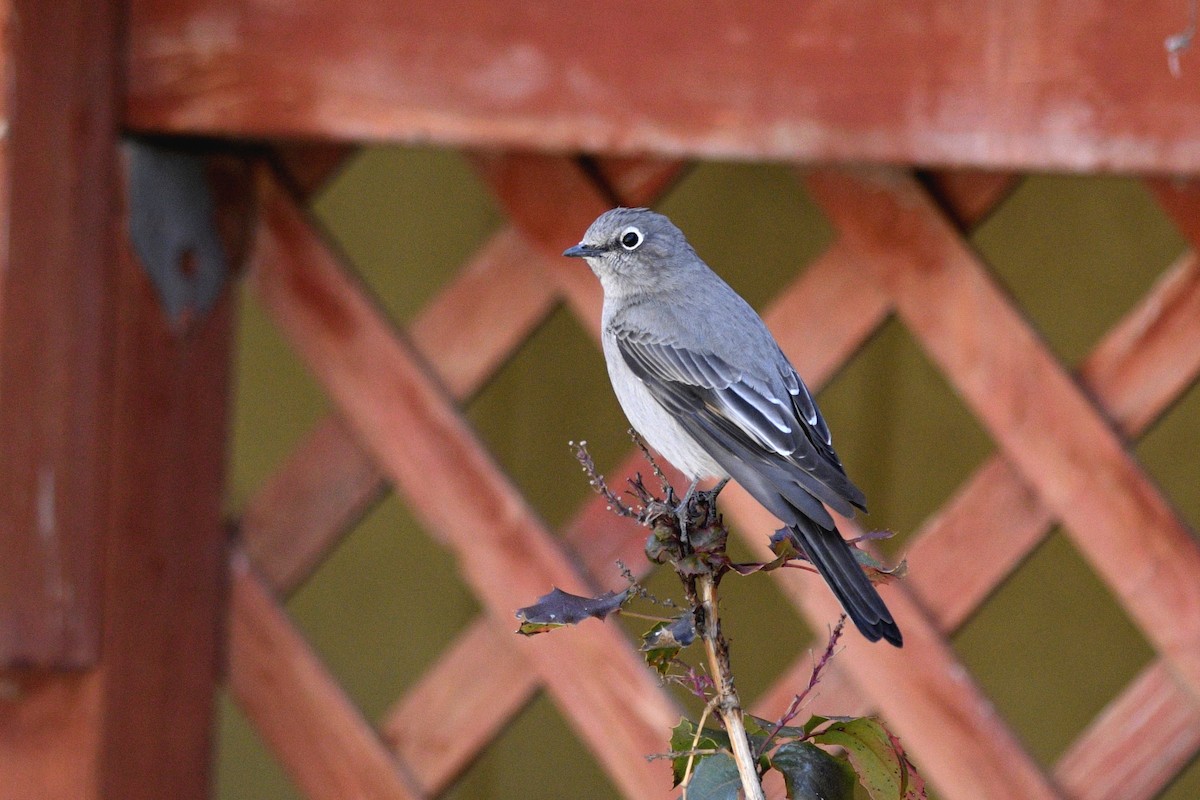 Townsend's Solitaire - ML580518341