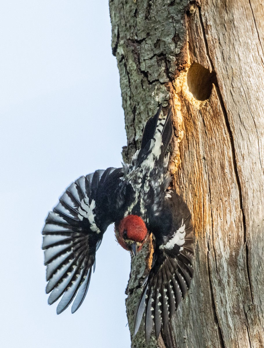 Red-breasted Sapsucker - ML580519221