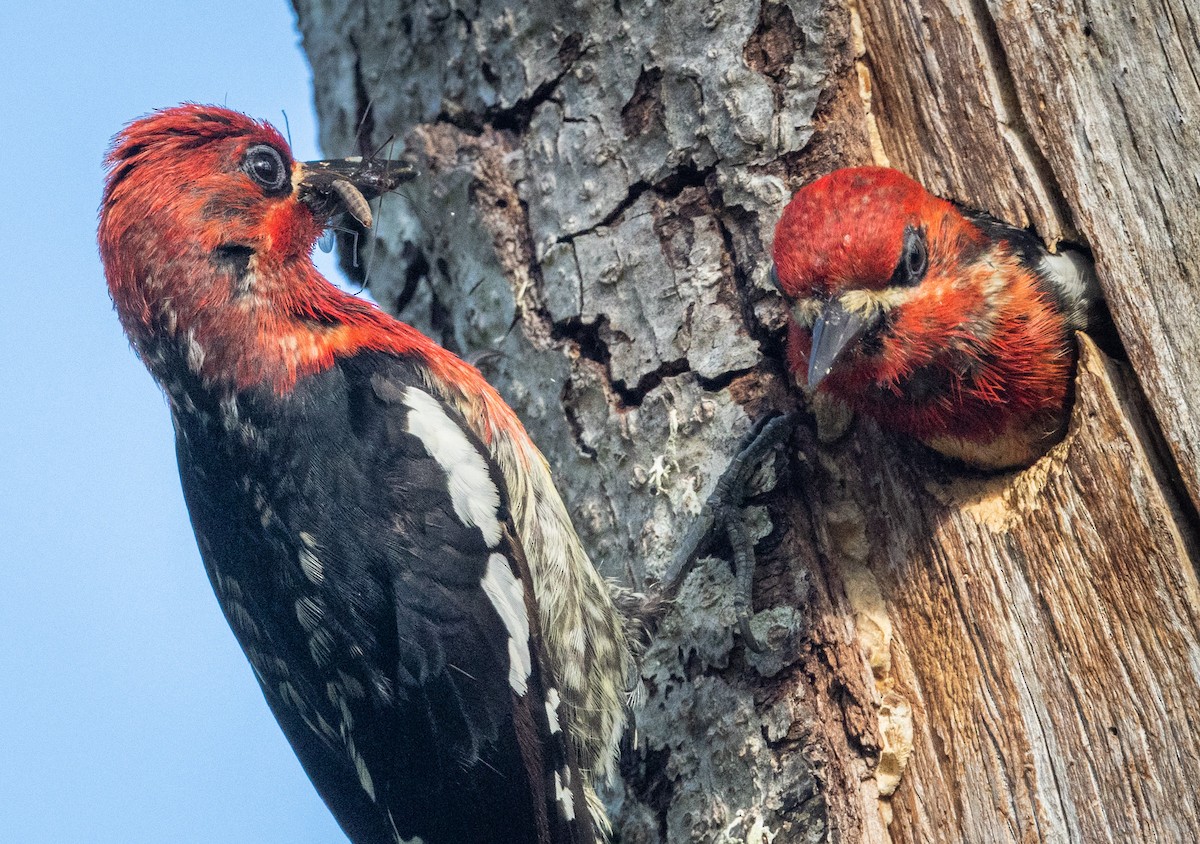 Red-breasted Sapsucker - ML580519231