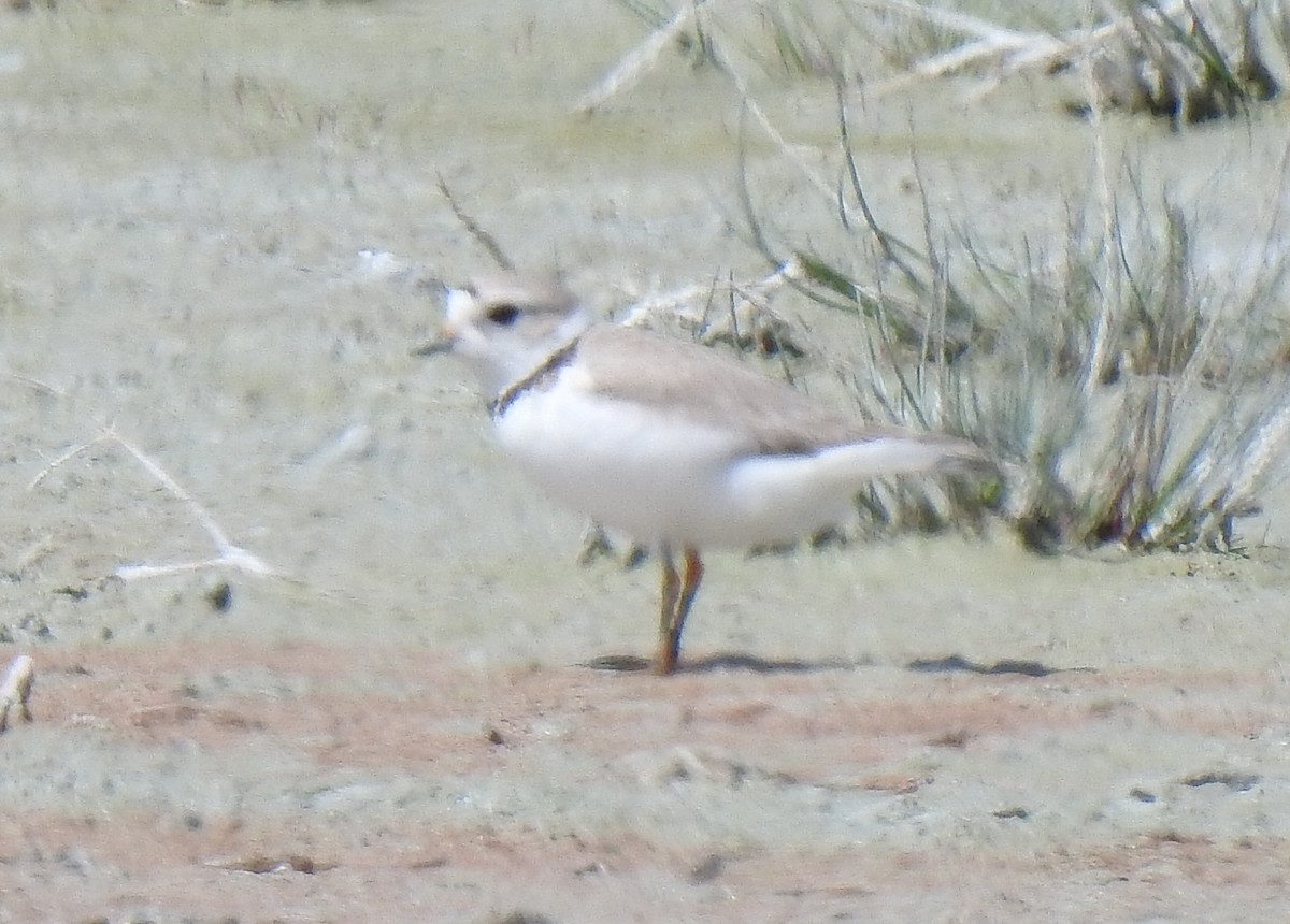 Piping Plover - ML580519891