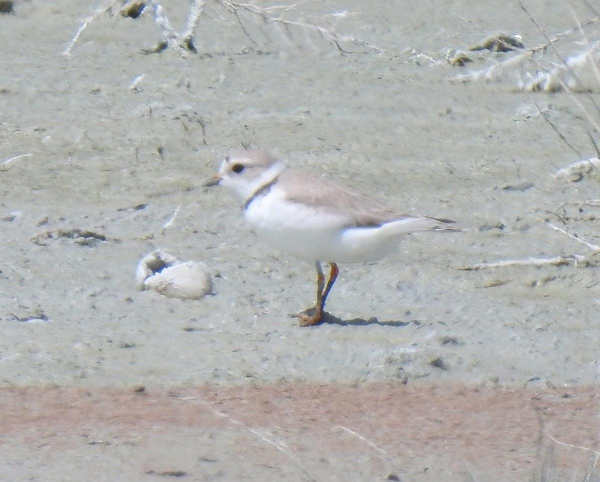 Piping Plover - ML580519901