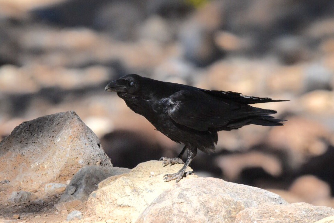 Common Raven - ML58052091