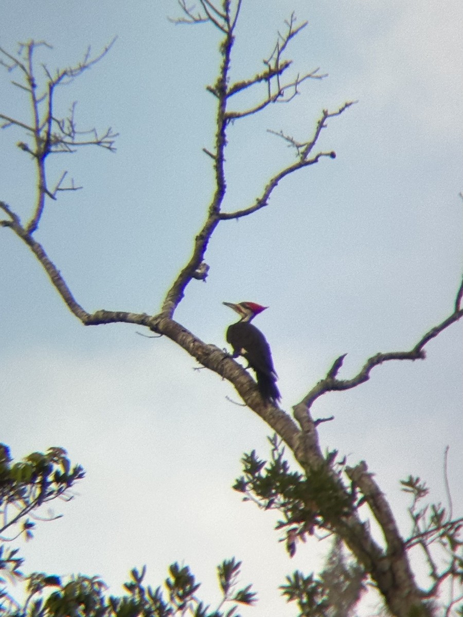 Pileated Woodpecker - ML580522131
