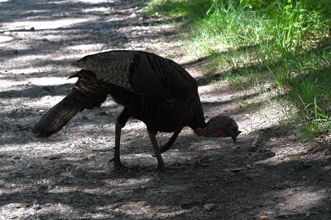 Wild Turkey - Terri Needham