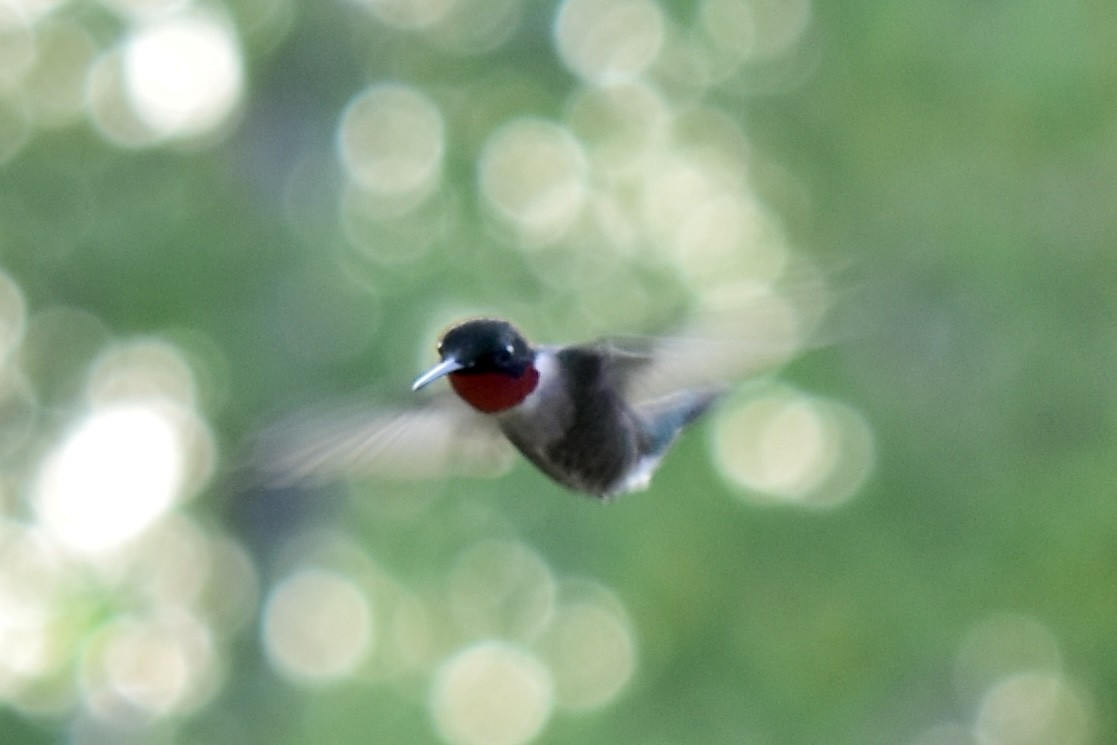 Ruby-throated Hummingbird - ML580527141