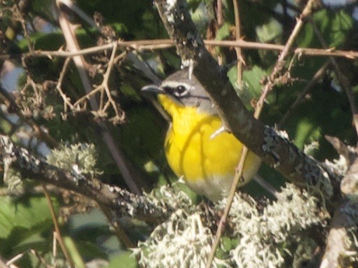 Yellow-breasted Chat - ML580529041