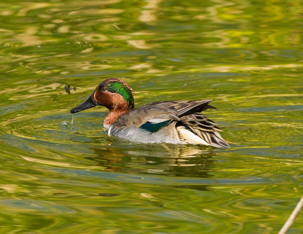 Green-winged Teal - ML58053101