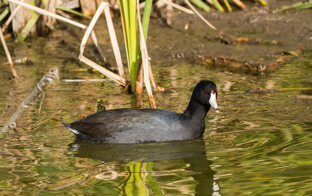 American Coot (Red-shielded) - ML58053301