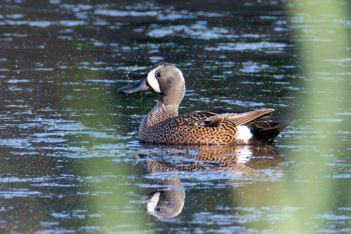 Blue-winged Teal - ML580534321