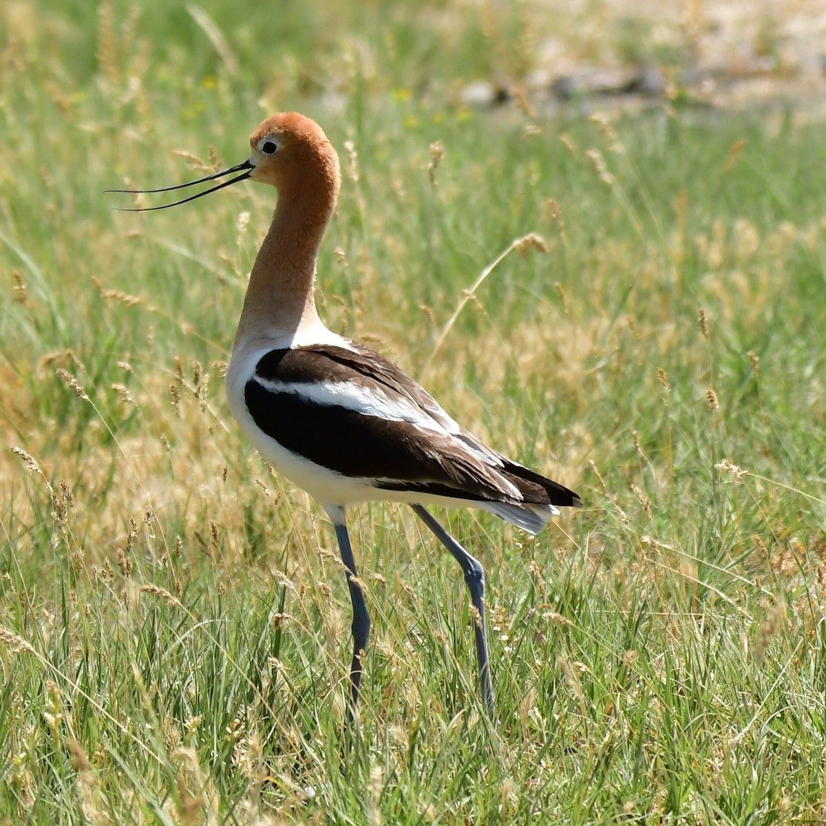 American Avocet - ML580535201