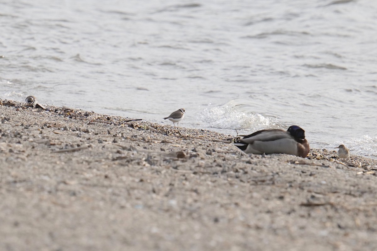 Semipalmated Plover - ML580538731
