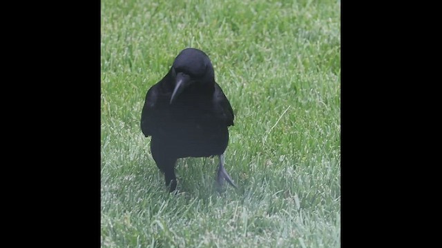 American Crow - ML580539381
