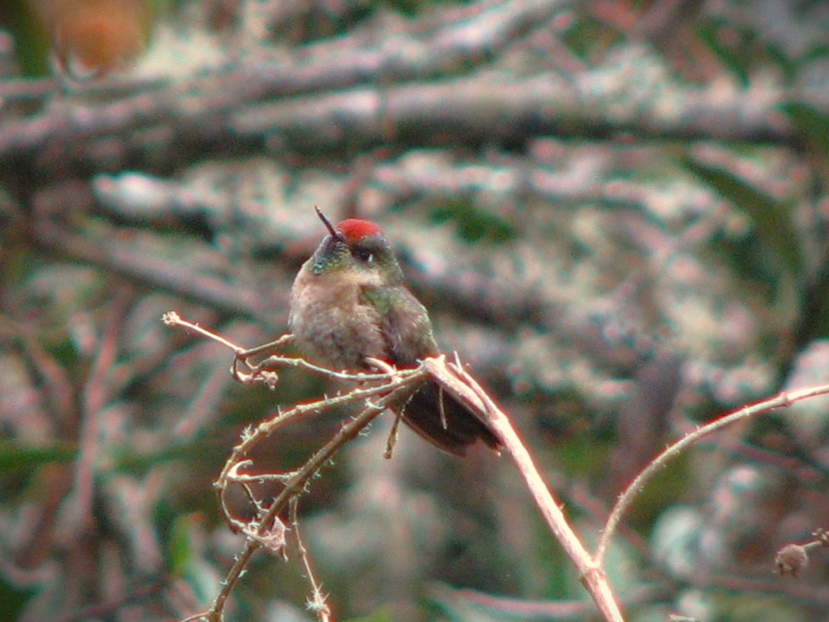 kolibřík rezavokorunkatý - ML580539791
