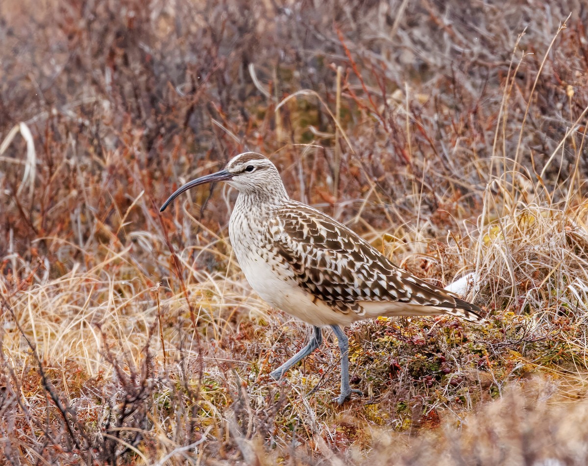 Bristle-thighed Curlew - ML580546221
