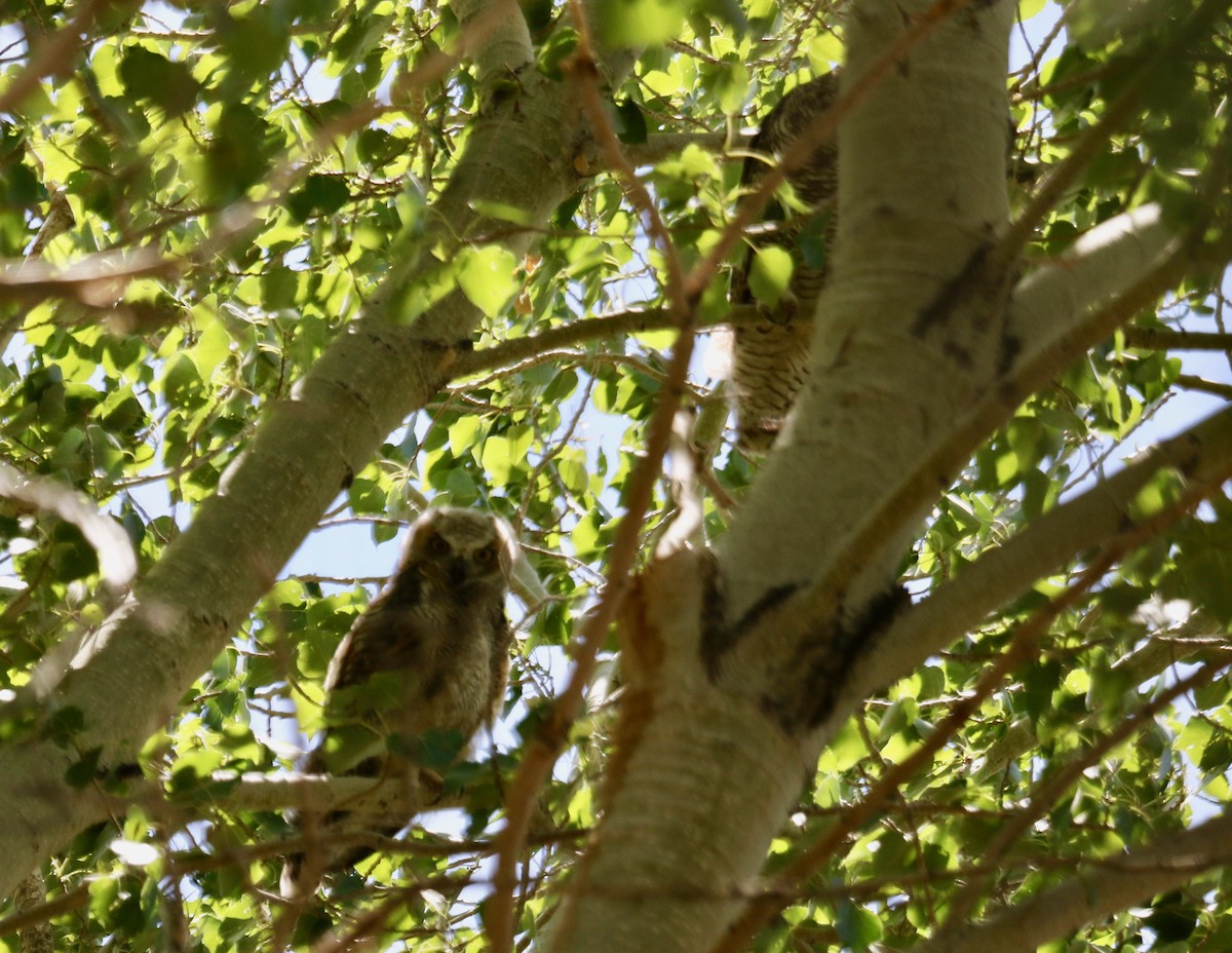 Great Horned Owl - Mickey Dyke