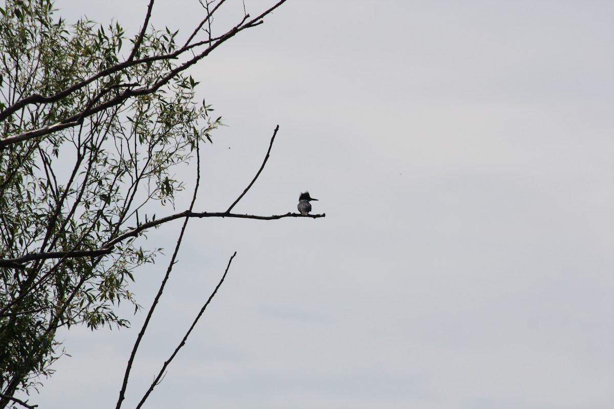 Belted Kingfisher - ML580547981