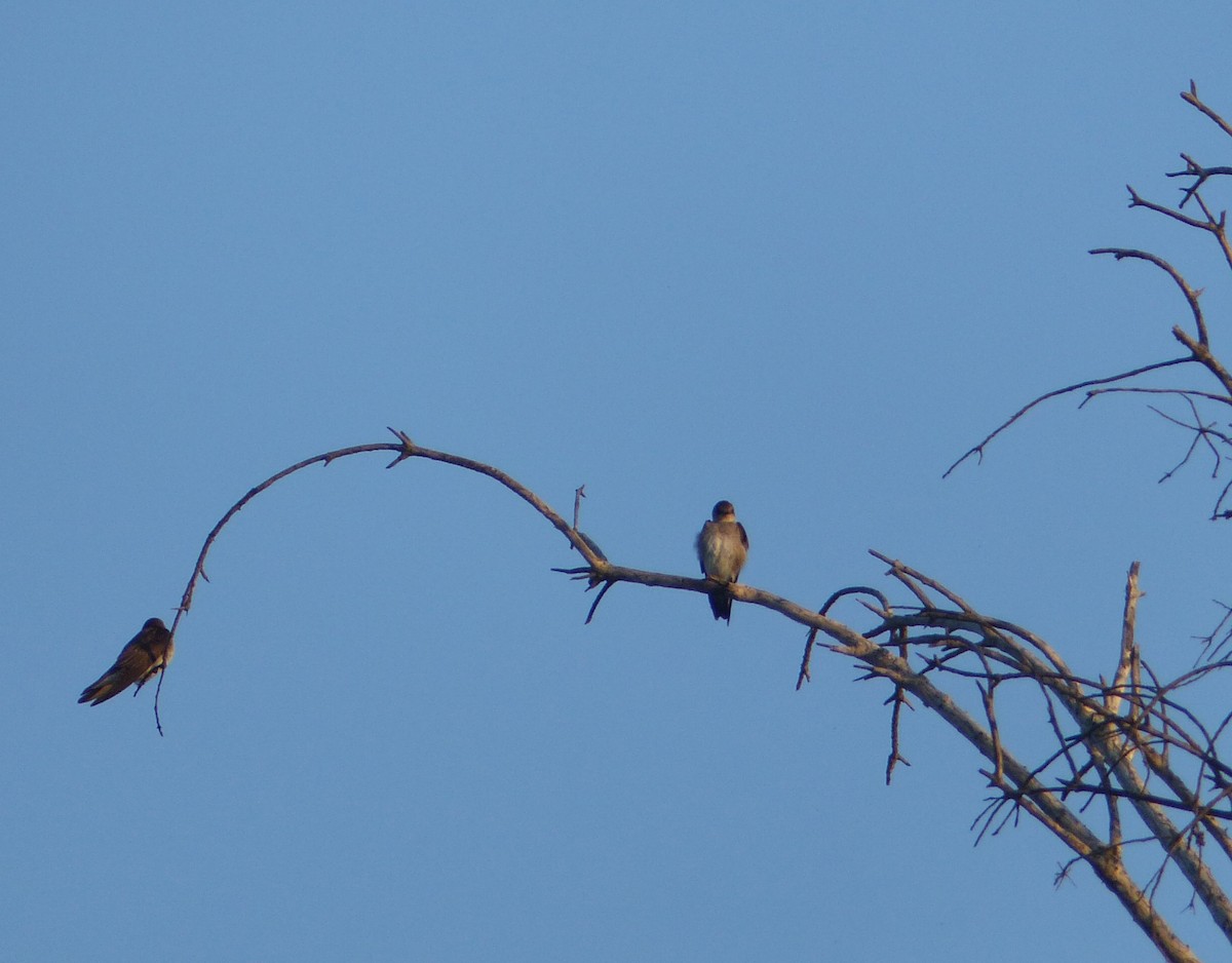 Northern Rough-winged Swallow - Karen Rush