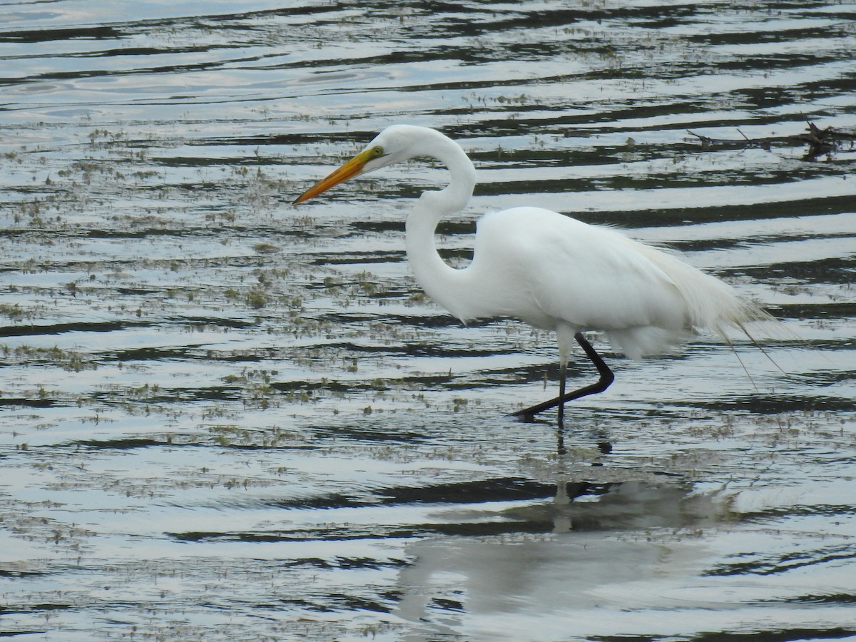 Great Egret - ML580550531