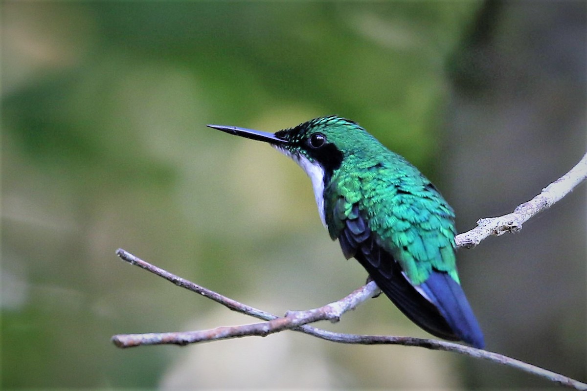 kolibřík černouchý - ML58055411