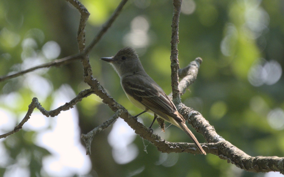 Great Crested Flycatcher - ML580555861