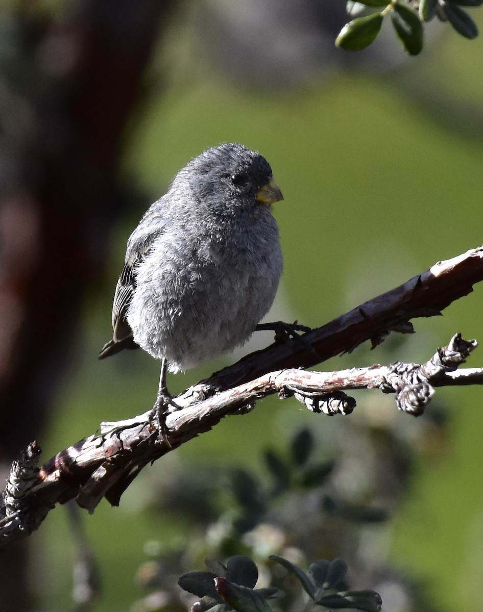 Band-tailed Seedeater - ML58055651