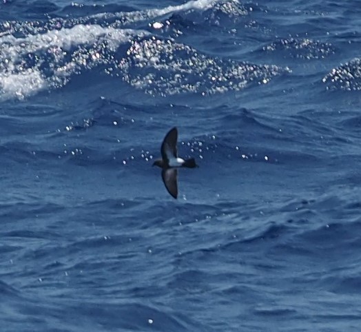 Océanite à ventre noir - ML580558221