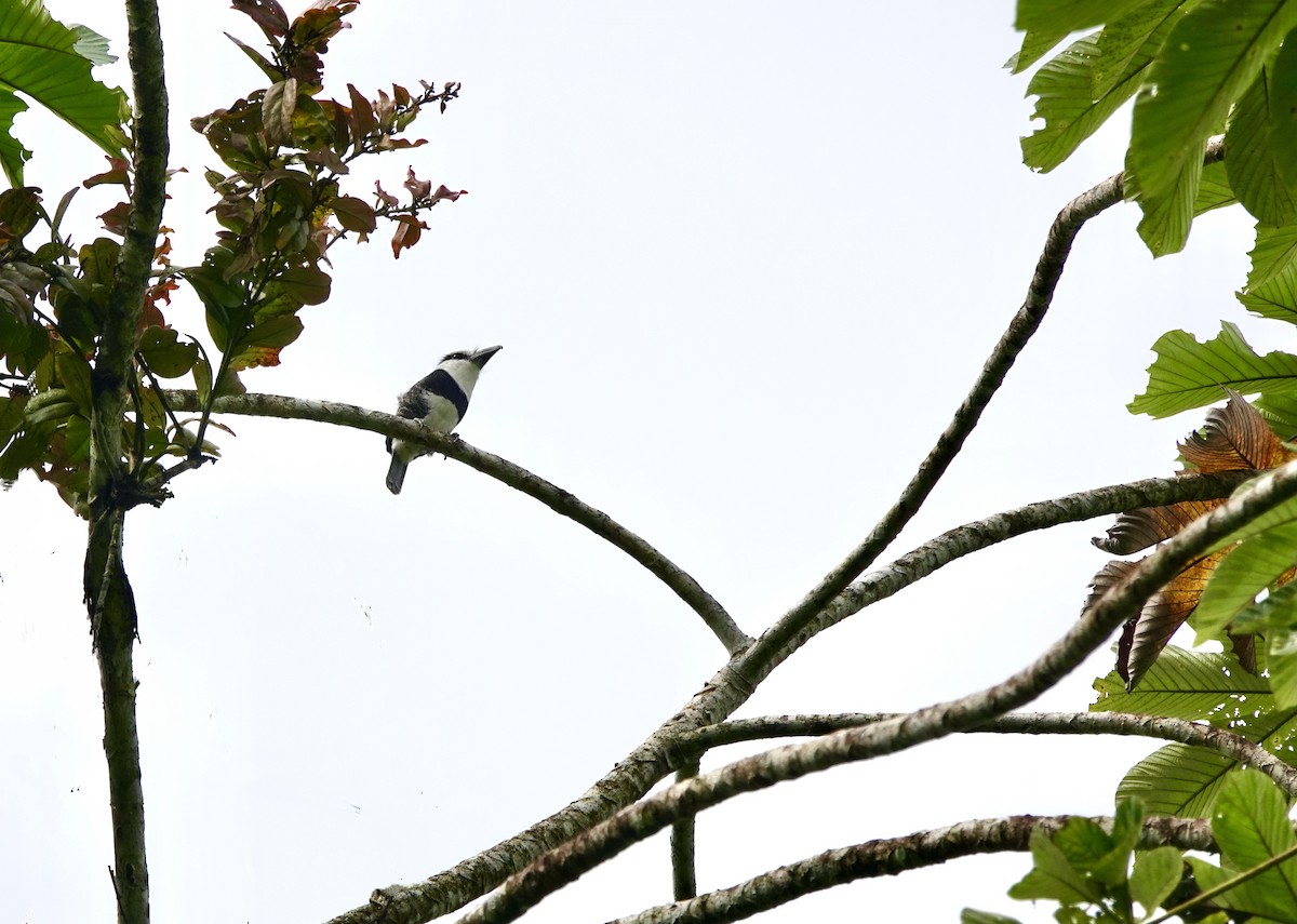 White-necked Puffbird - ML580559411