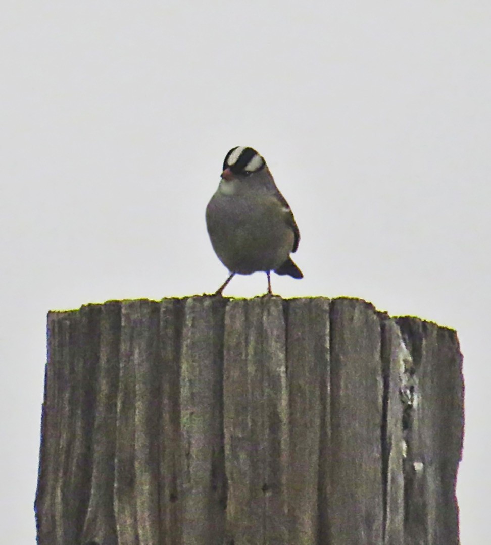 White-crowned Sparrow - ML580559821