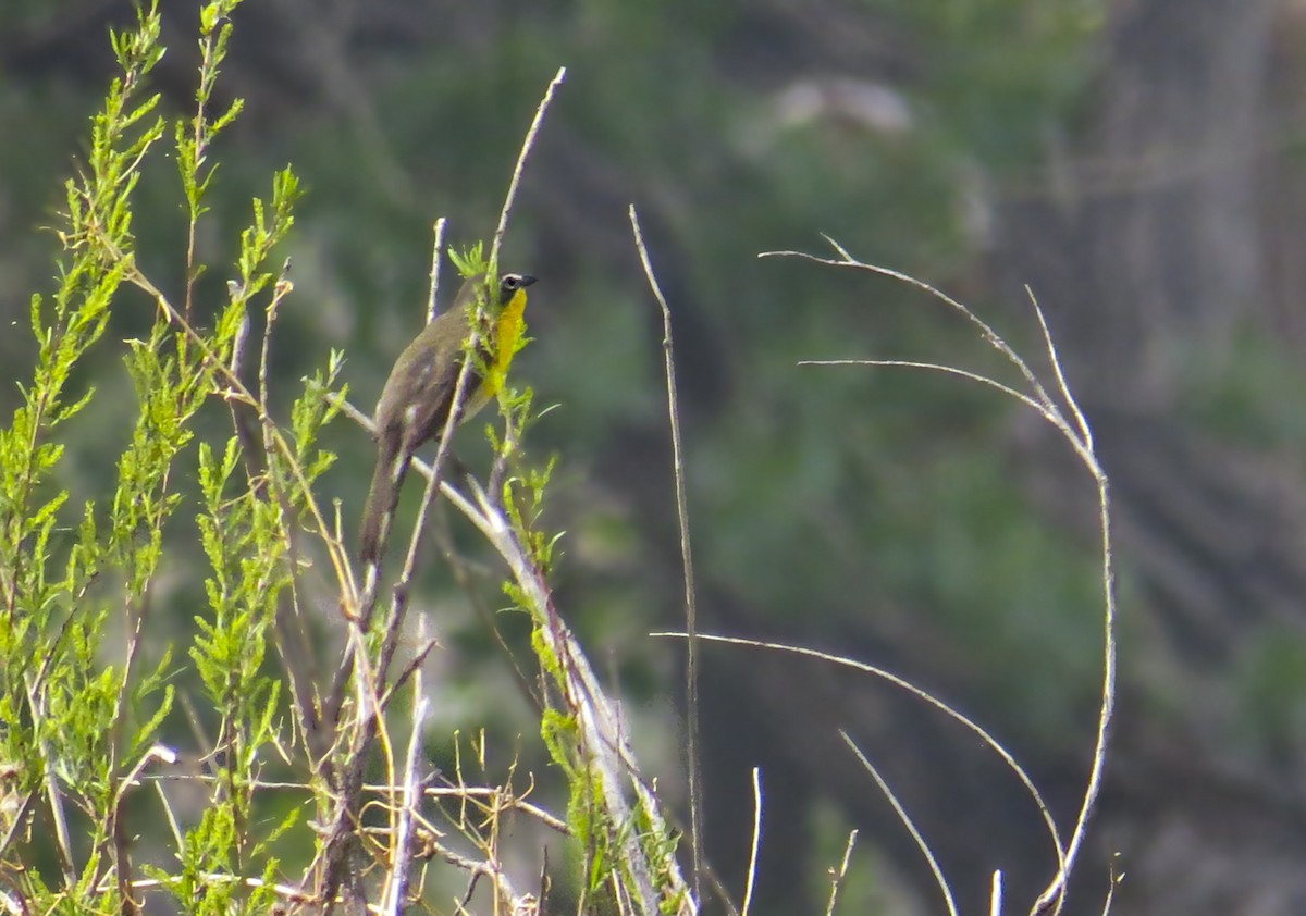 Yellow-breasted Chat - ML580559841
