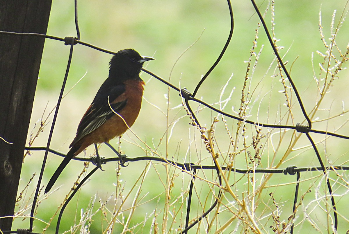 Orchard Oriole - ML580559911