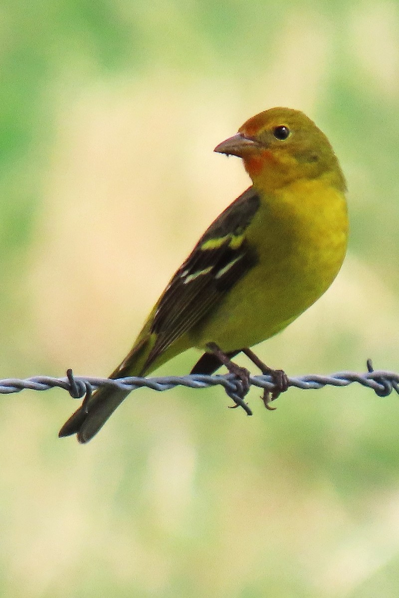 Western Tanager - ML580560061
