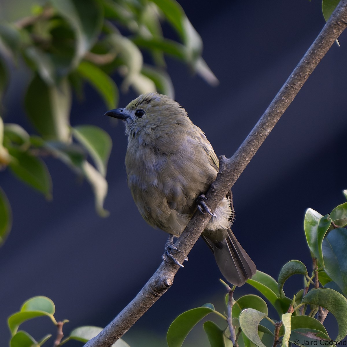 Palm Tanager - ML580562461