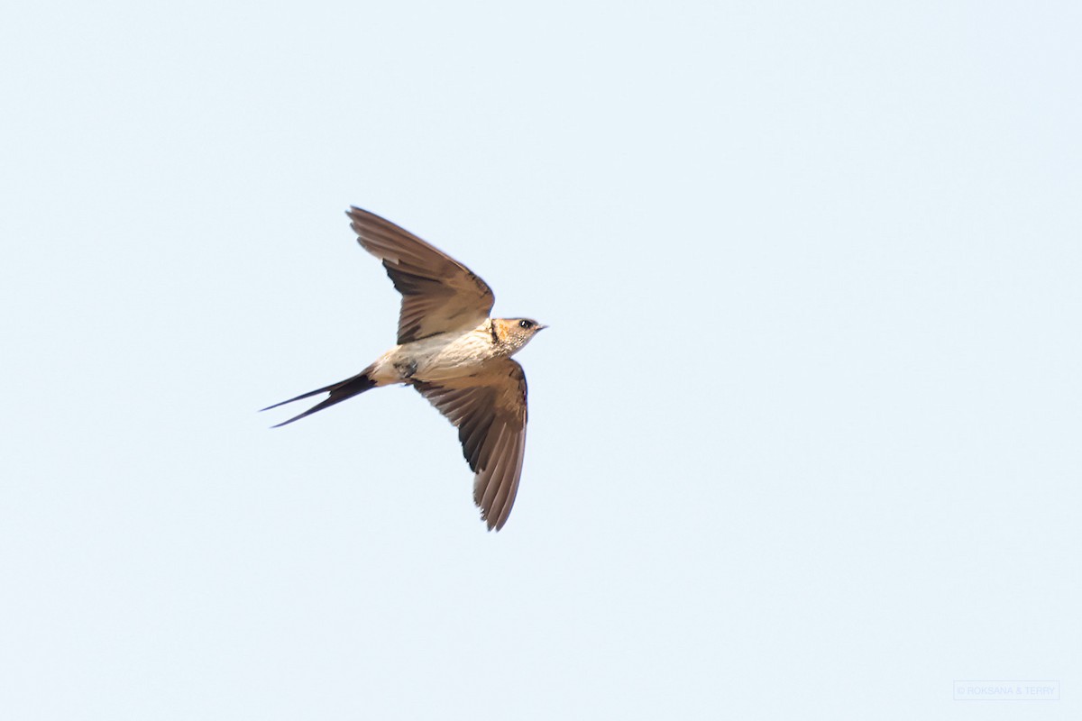 Red-rumped Swallow - ML580562971