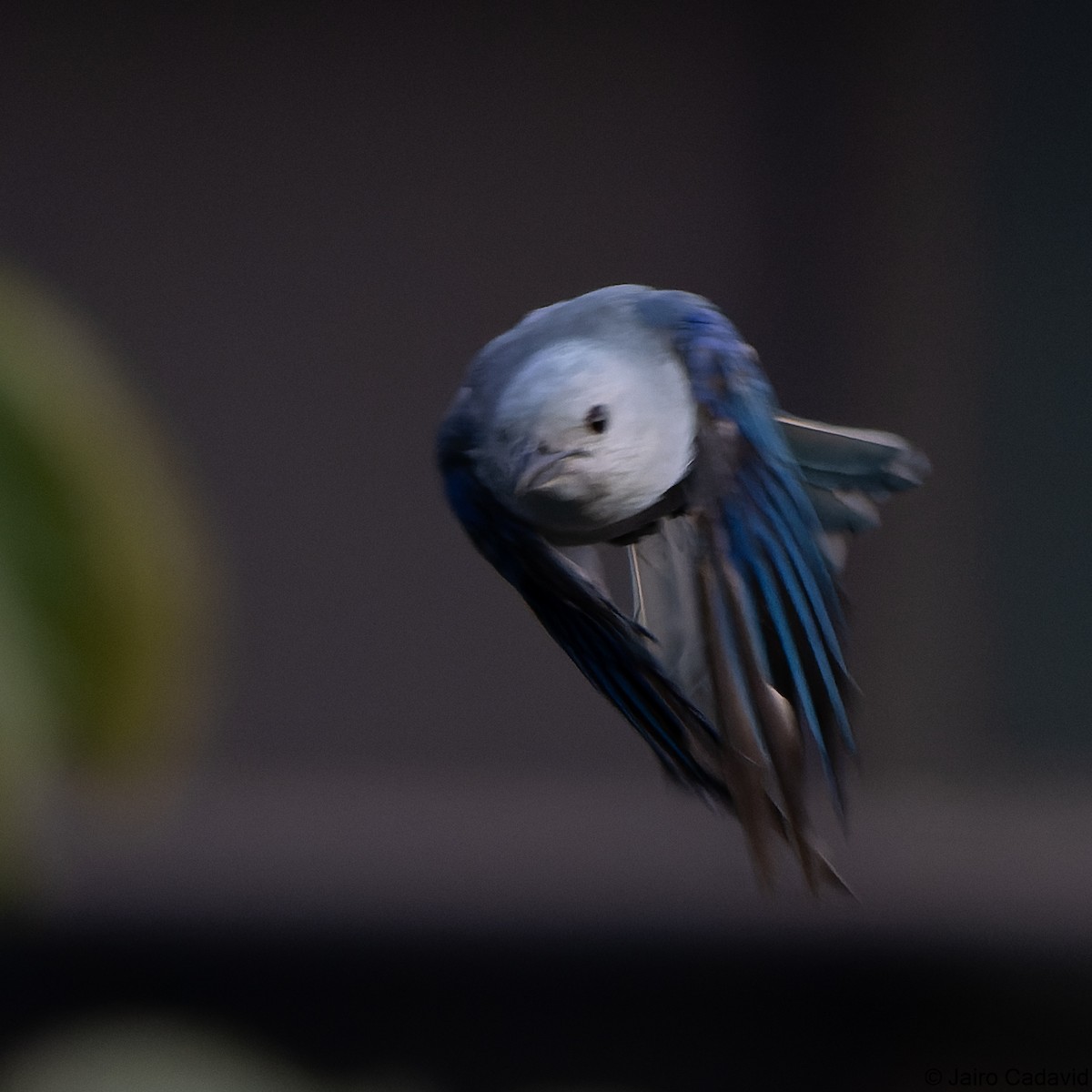 Blue-gray Tanager - ML580565451