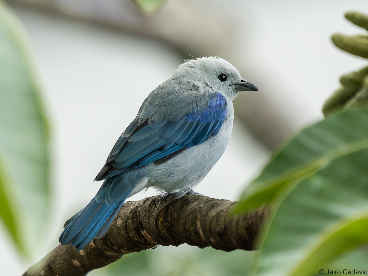 Blue-gray Tanager - ML580570371