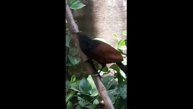 Greater Coucal - ML580571421