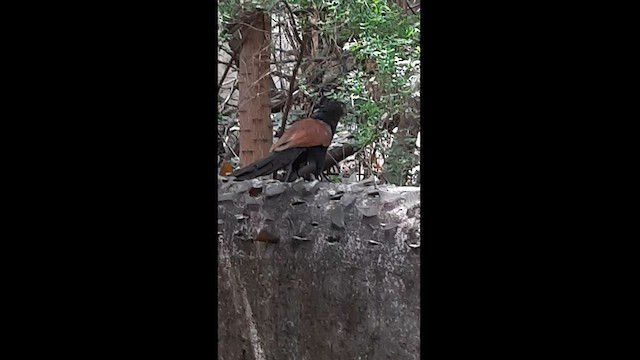 Greater Coucal - ML580572021