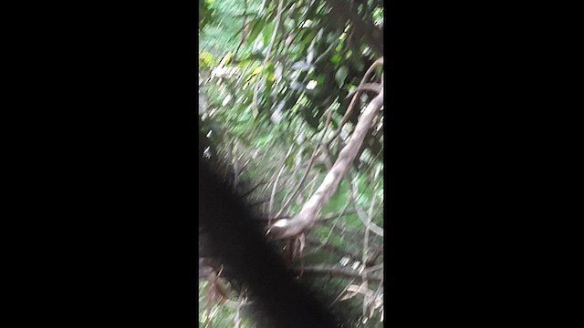 Indian Paradise-Flycatcher - ML580572281