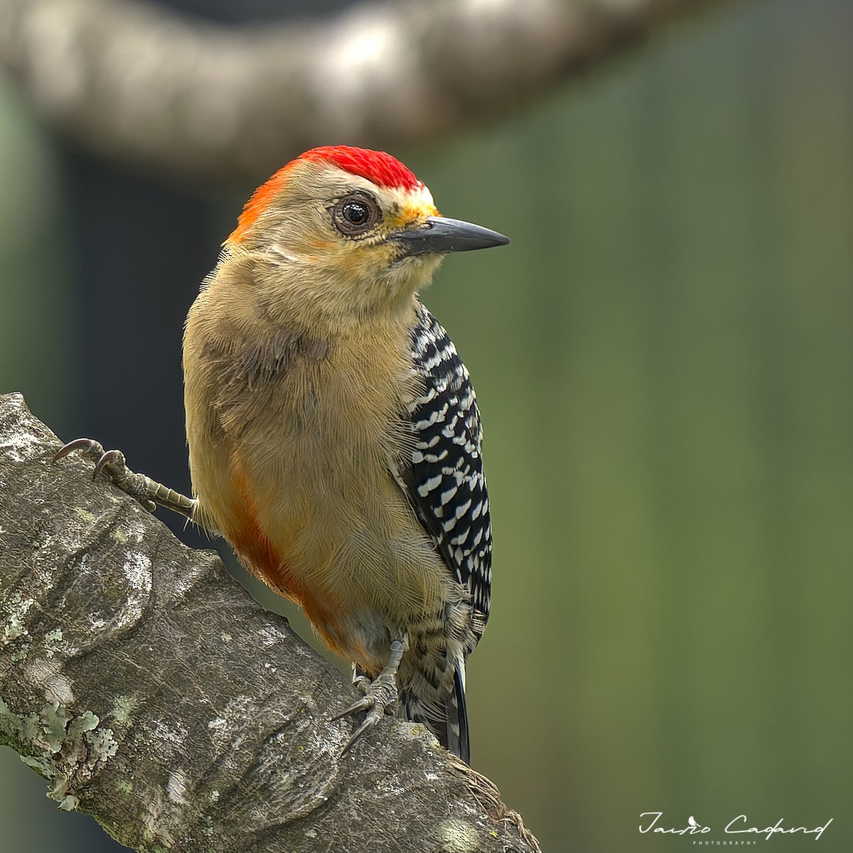 Red-crowned Woodpecker - ML580572401